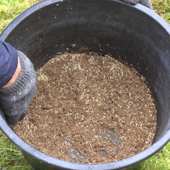 Mose i gressplenen: Bland gressfrøene med litt sand eller jord Mose i gressplenen: Bland gressfrøene med litt sand eller jord